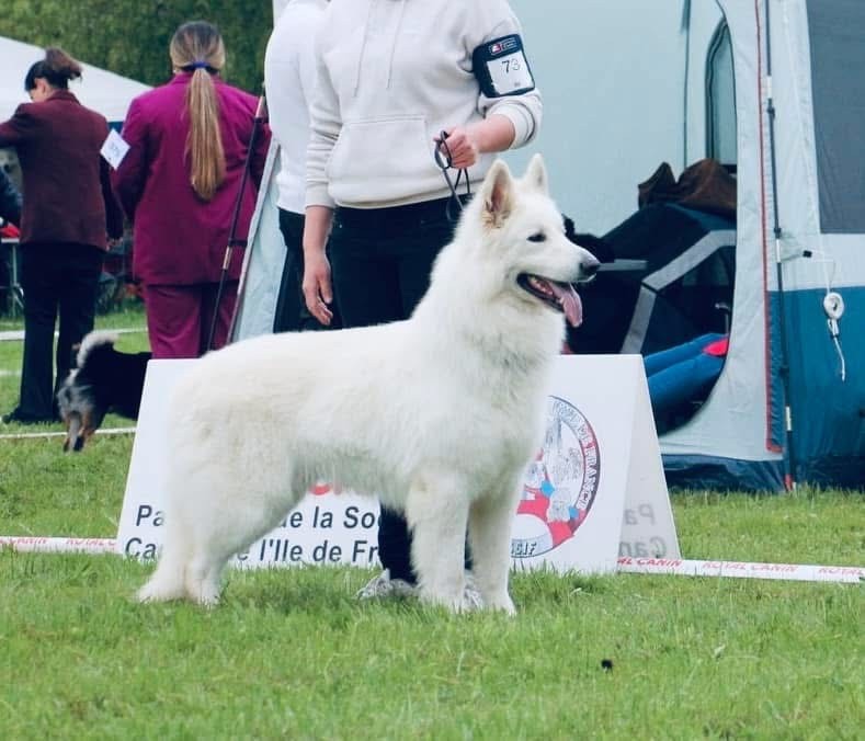 Rivaï Des Loups Ariegeois