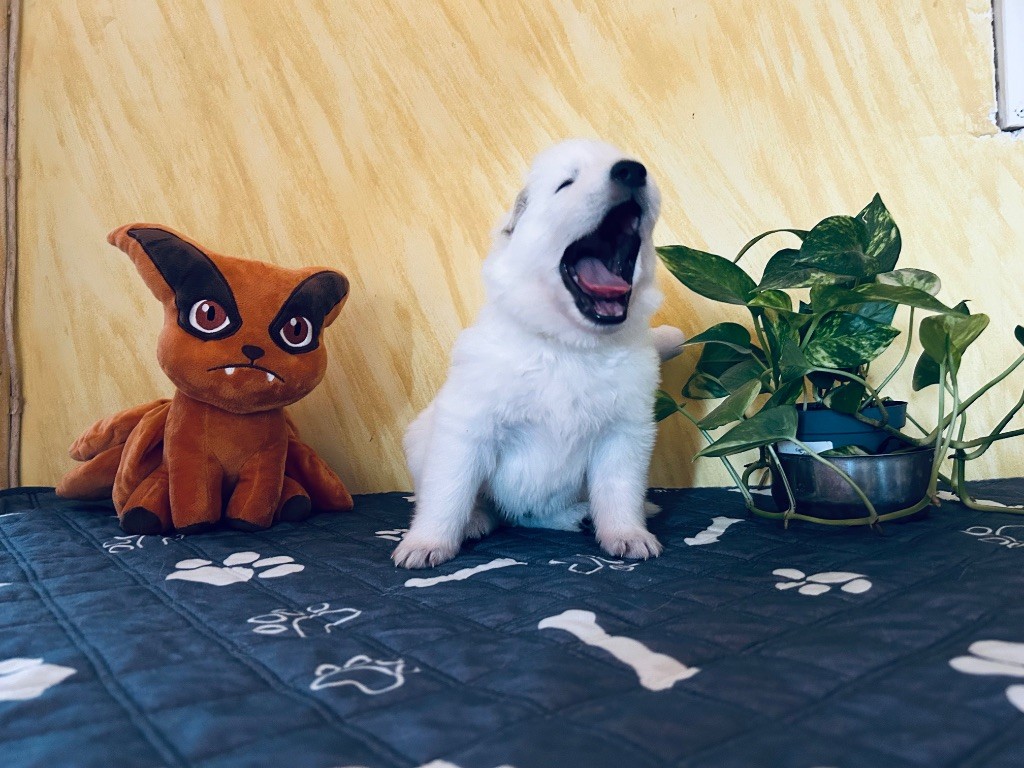 L’Héritage Blanc D’Amarok - Chiots disponibles - Berger Blanc Suisse