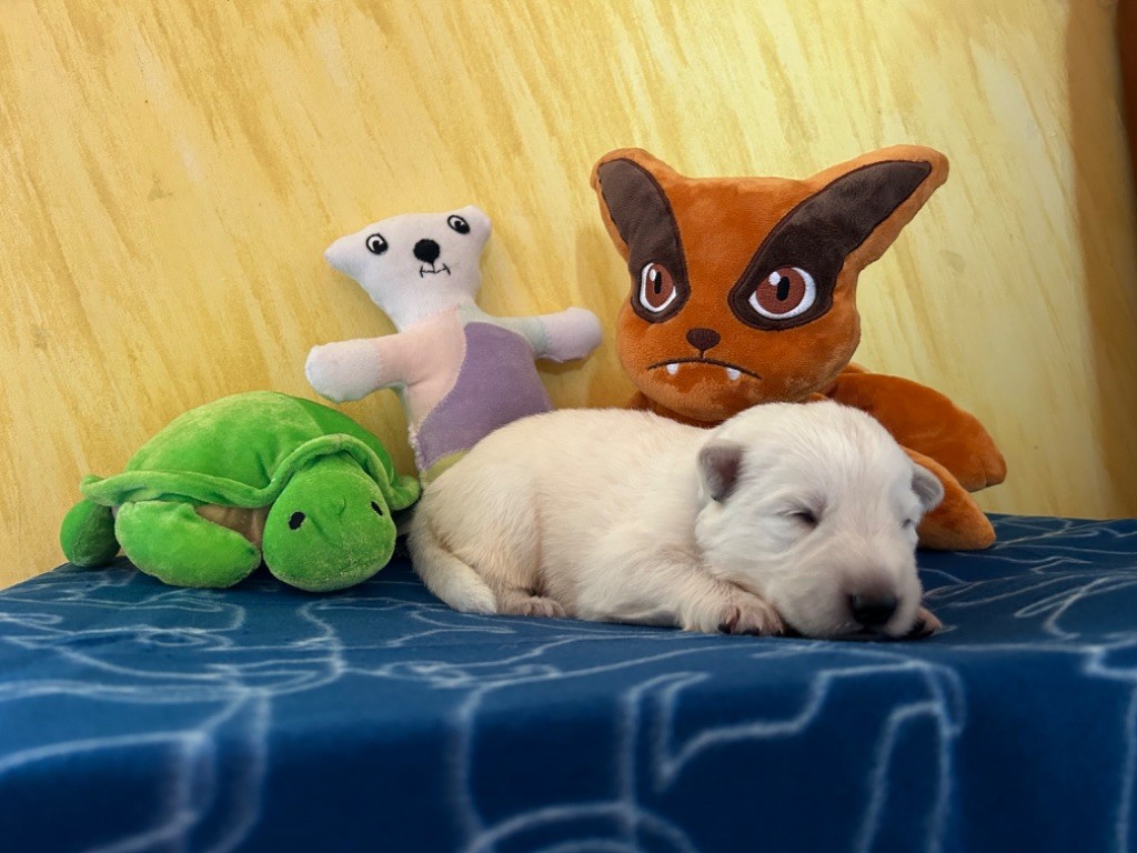 L’Héritage Blanc D’Amarok - Chiots disponibles - Berger Blanc Suisse
