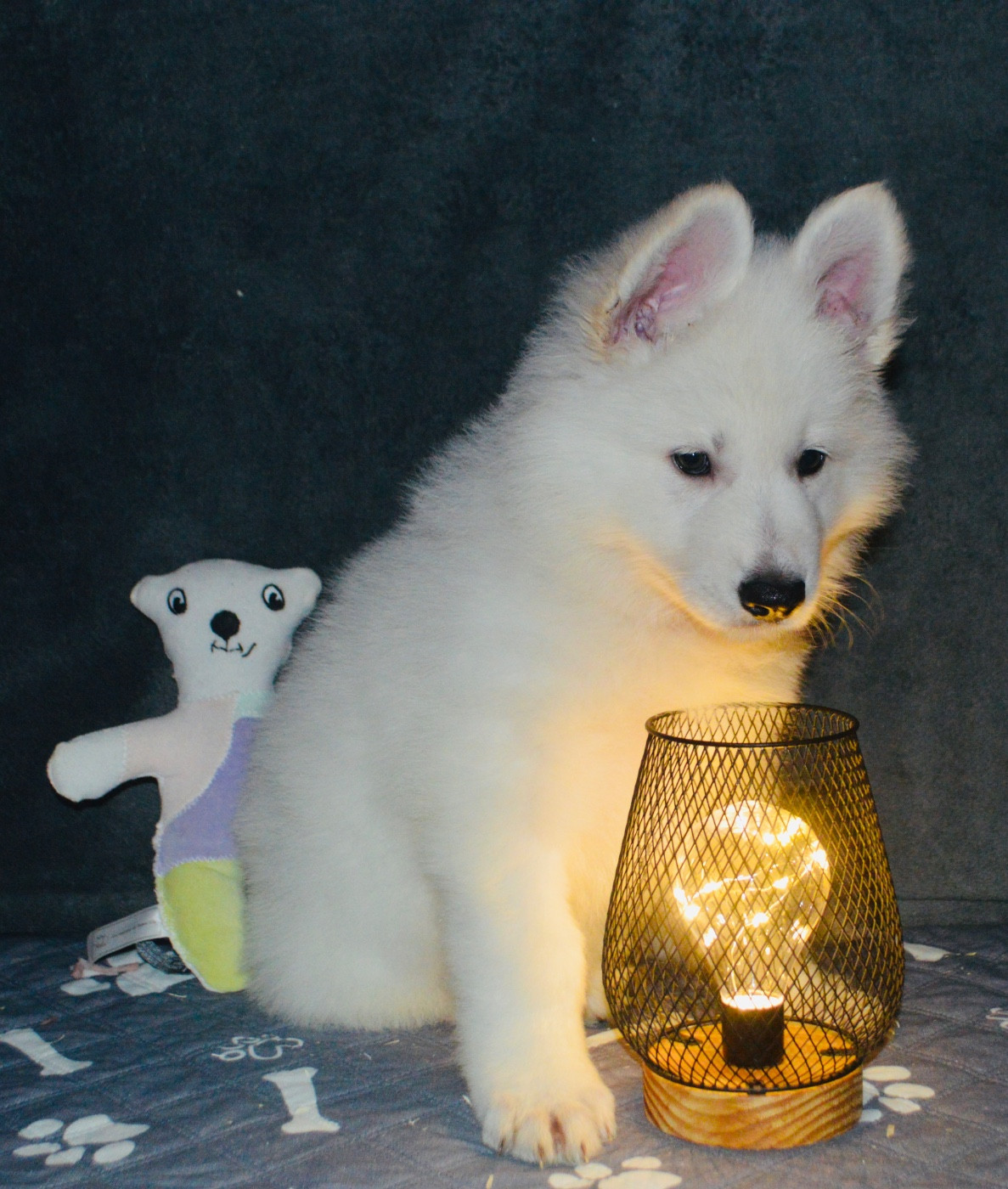 L’Héritage Blanc D’Amarok - Chiots disponibles - Berger Blanc Suisse