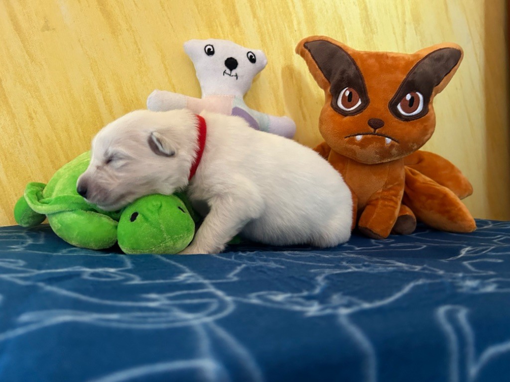 L’Héritage Blanc D’Amarok - Chiots disponibles - Berger Blanc Suisse