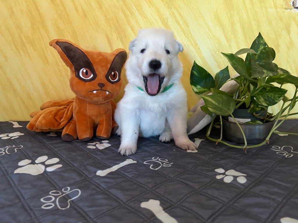 L’Héritage Blanc D’Amarok - Chiots disponibles - Berger Blanc Suisse