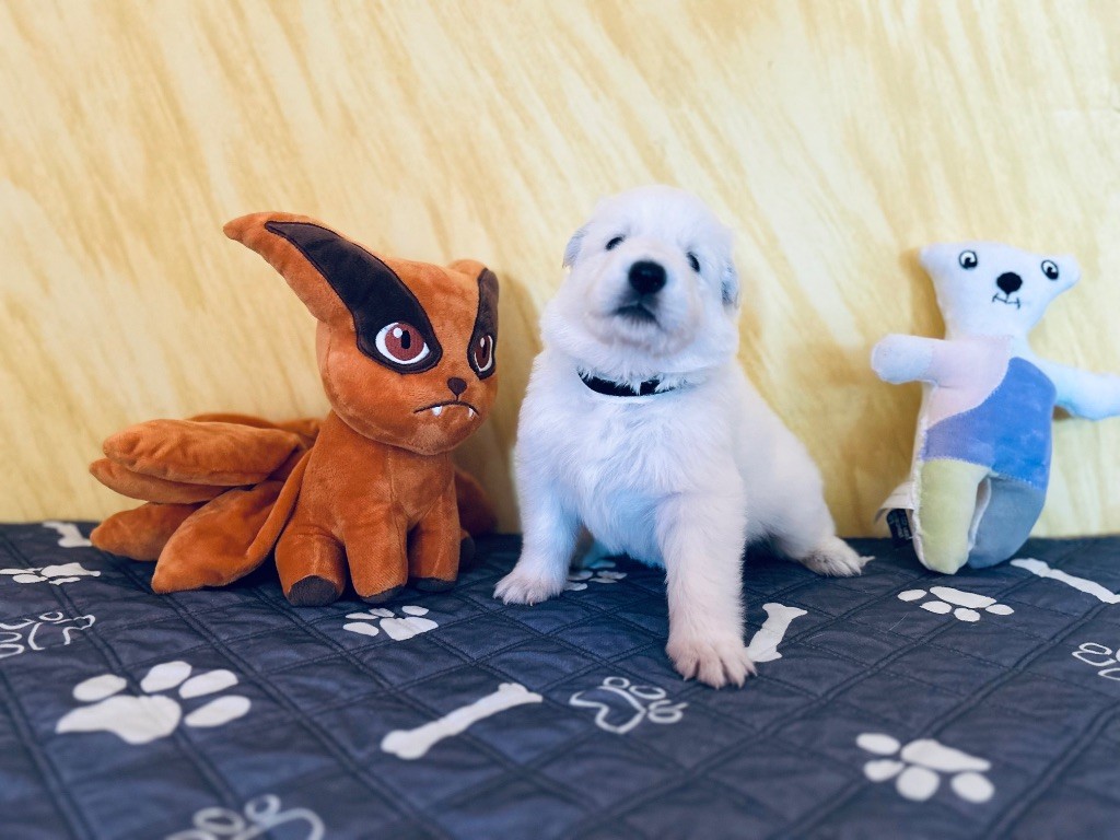 L’Héritage Blanc D’Amarok - Chiots disponibles - Berger Blanc Suisse