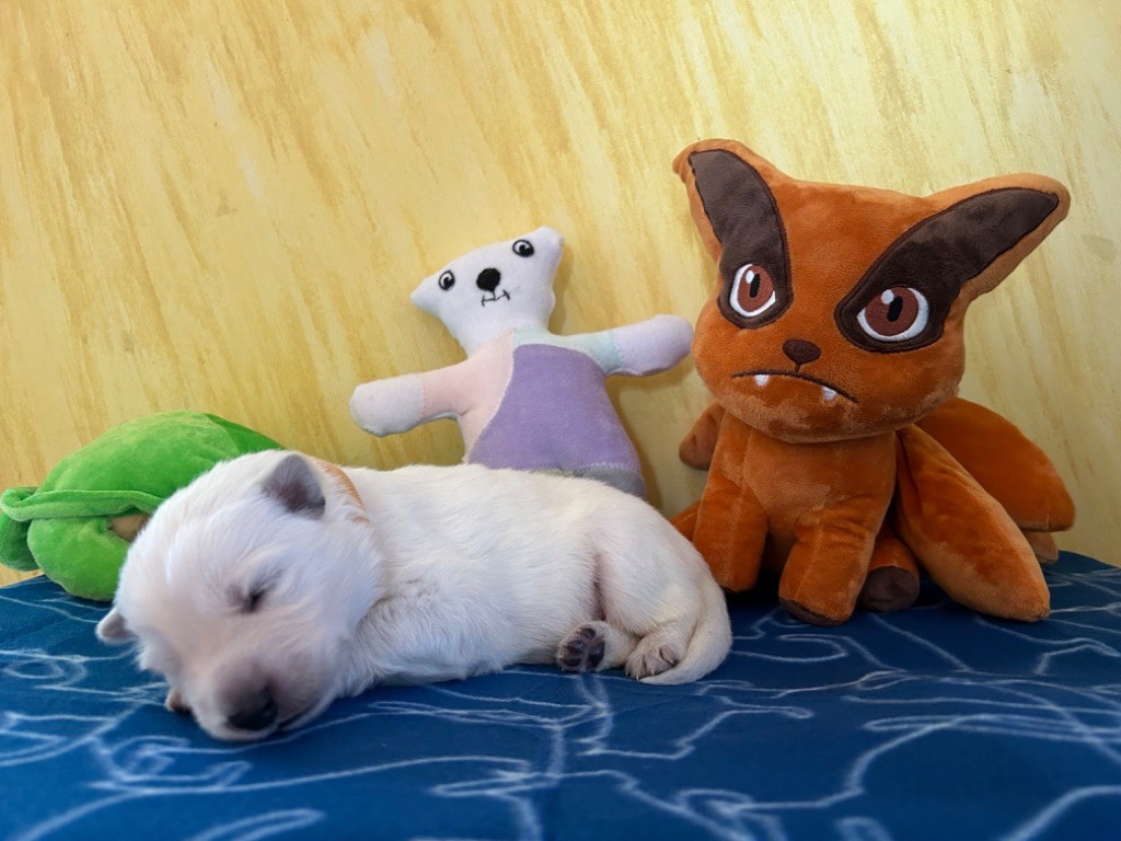L’Héritage Blanc D’Amarok - Chiots disponibles - Berger Blanc Suisse