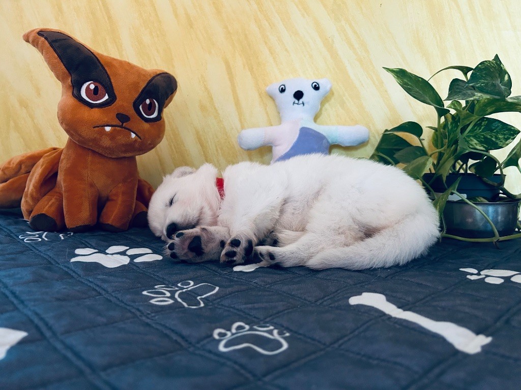 L’Héritage Blanc D’Amarok - Chiots disponibles - Berger Blanc Suisse