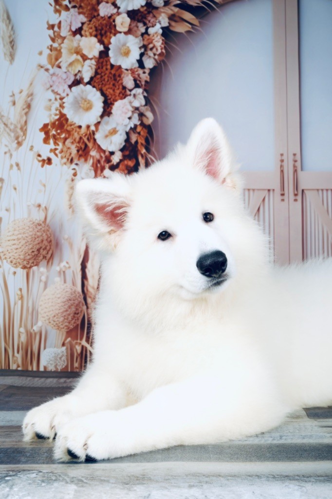 L’Héritage Blanc D’Amarok - Chiots disponibles - Berger Blanc Suisse