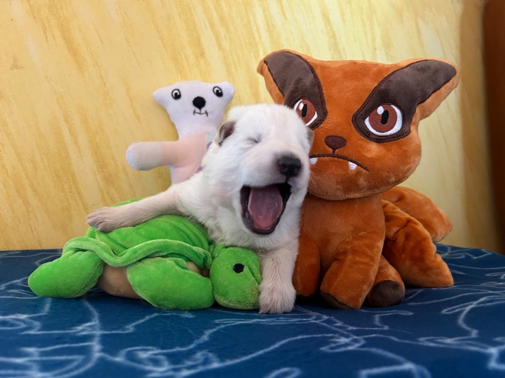 L’Héritage Blanc D’Amarok - Chiots disponibles - Berger Blanc Suisse