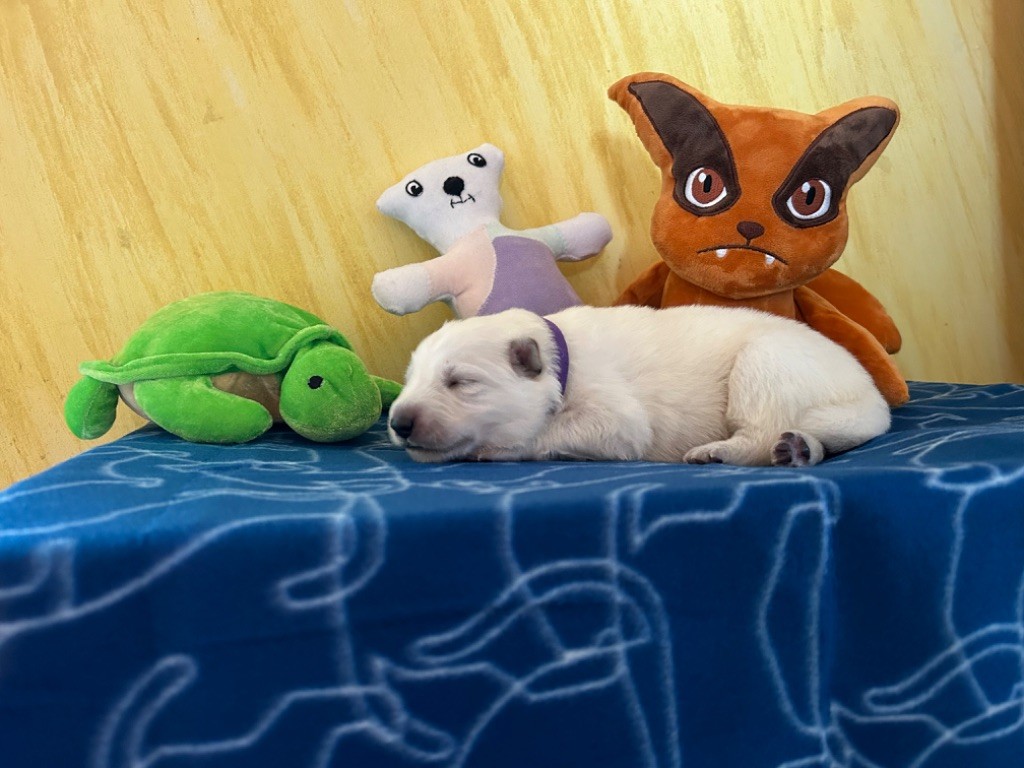 L’Héritage Blanc D’Amarok - Chiots disponibles - Berger Blanc Suisse